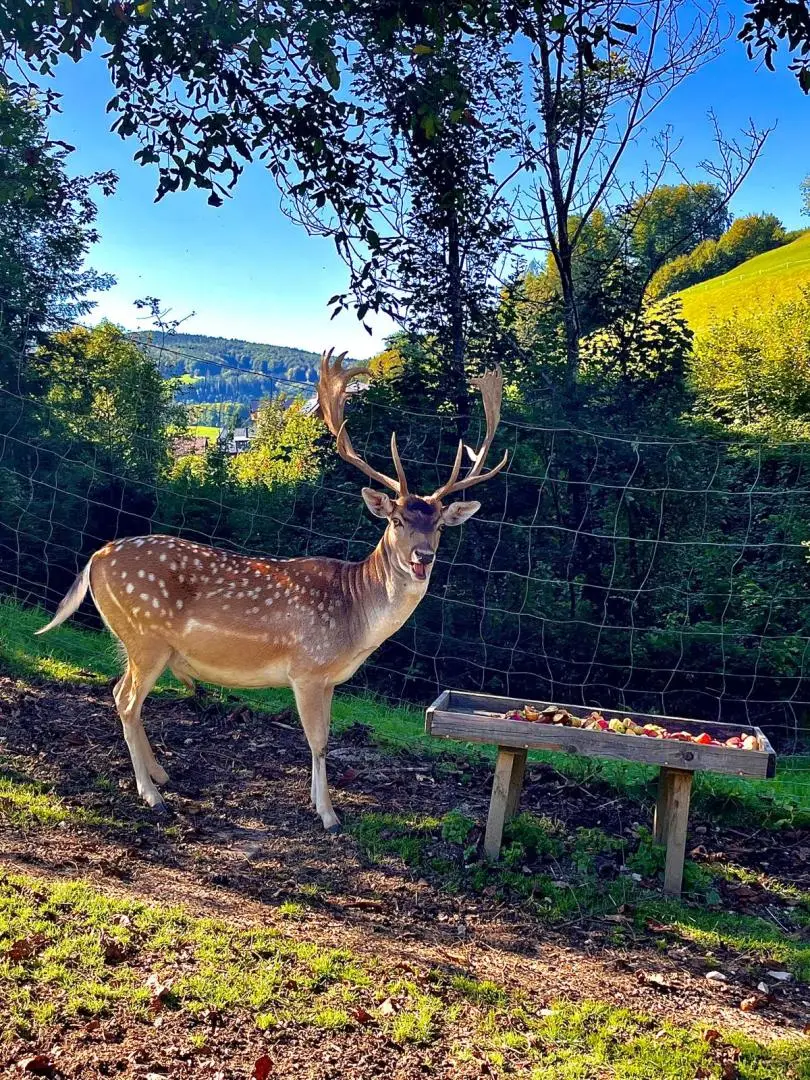 VERKAUFT IN 10 TAGEN  ! ! ! ! ! !   Naturidyll - Exklusives Anwesen mit Damwildbestand auf ca. 1,6 ha