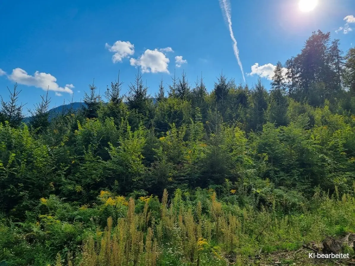 Waldflächen in Tallage zu verkaufen!