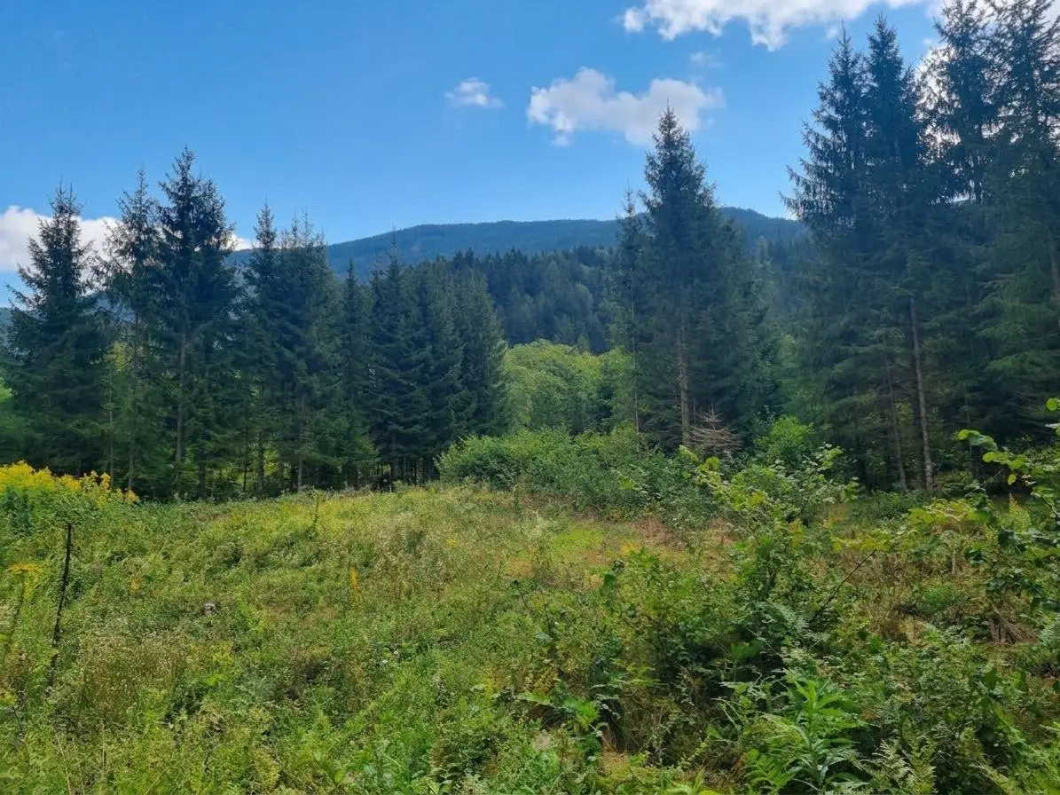Waldflächen in Tallage zu verkaufen!