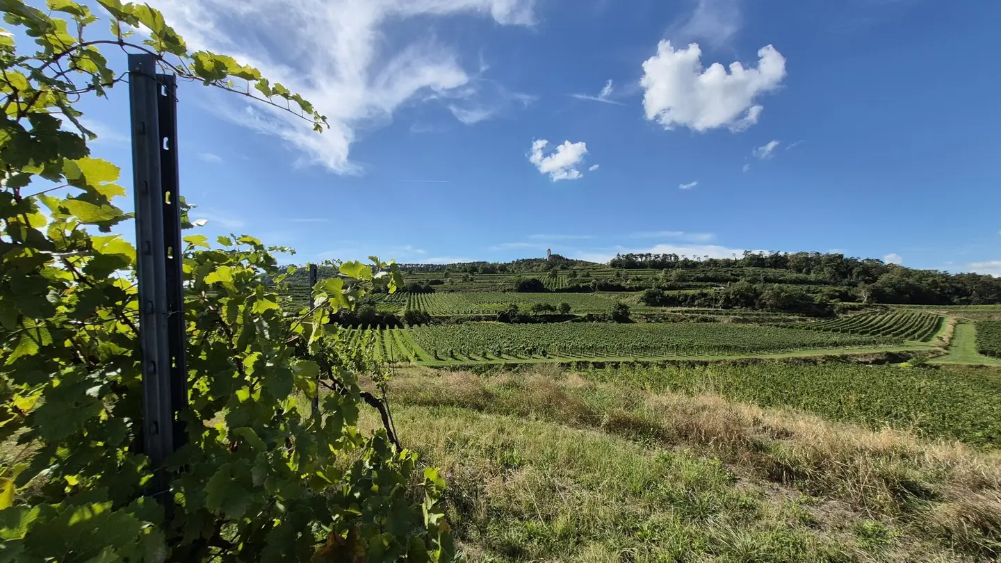 In preparation! 4 vineyards on the hill with panoramic view over Krems