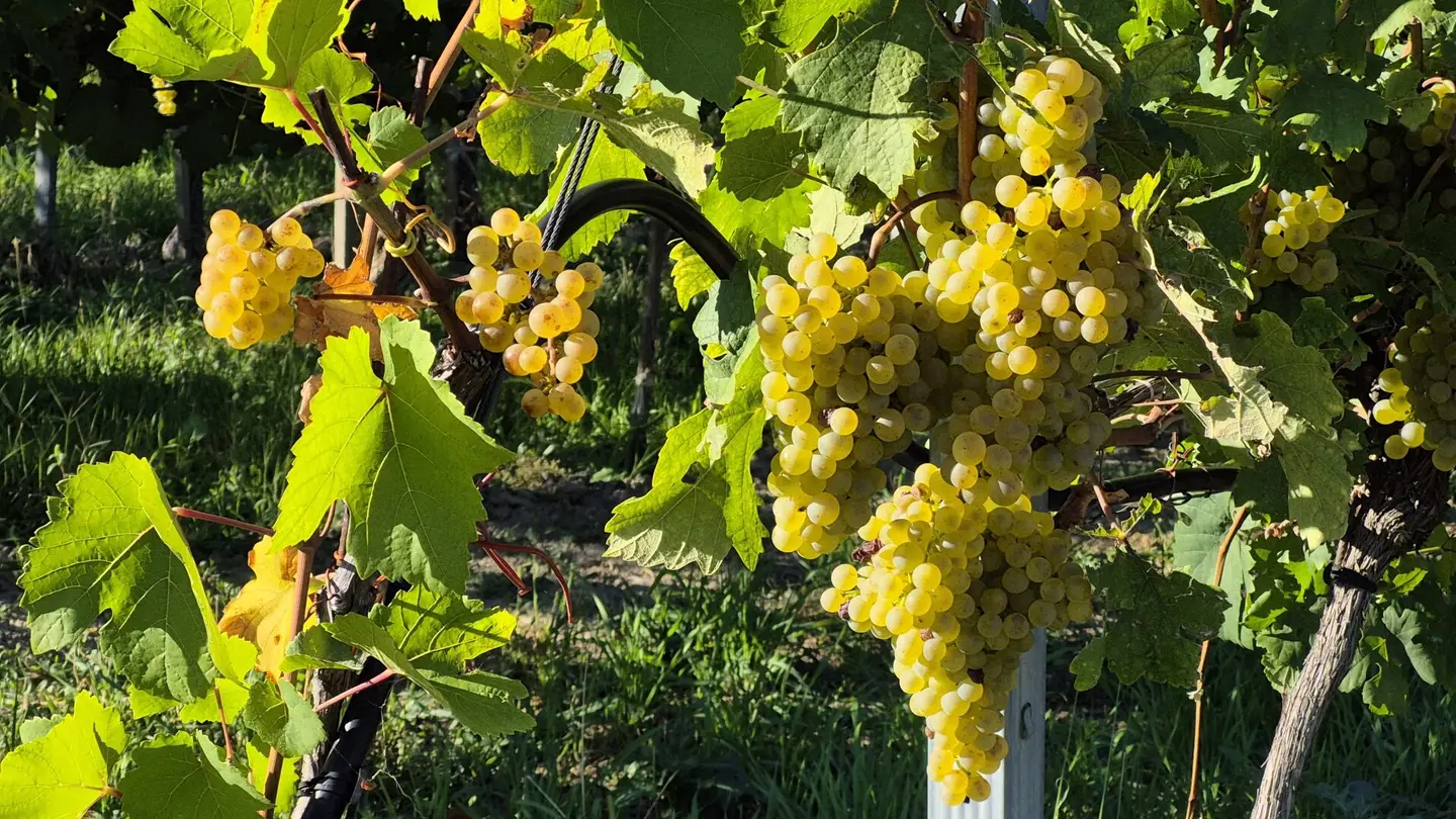 In preparation! 4 vineyards on the hill with panoramic view over Krems