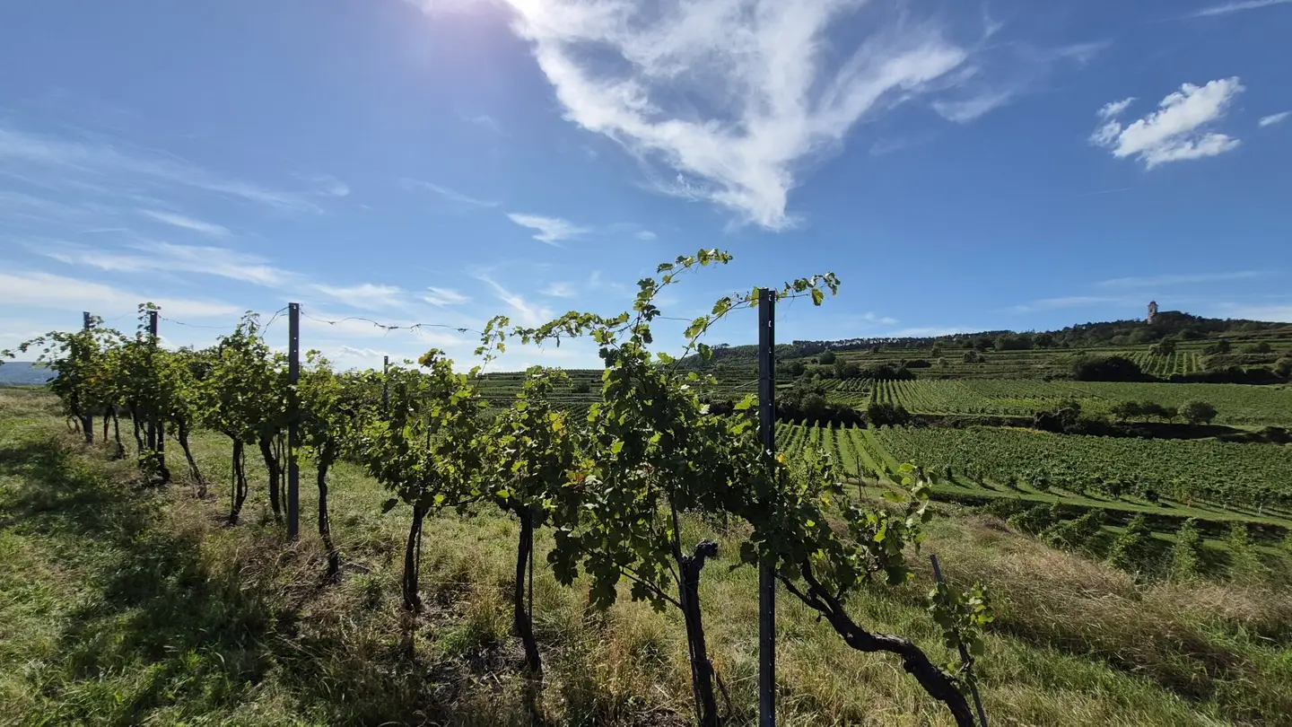 In preparation! 4 vineyards on the hill with panoramic view over Krems