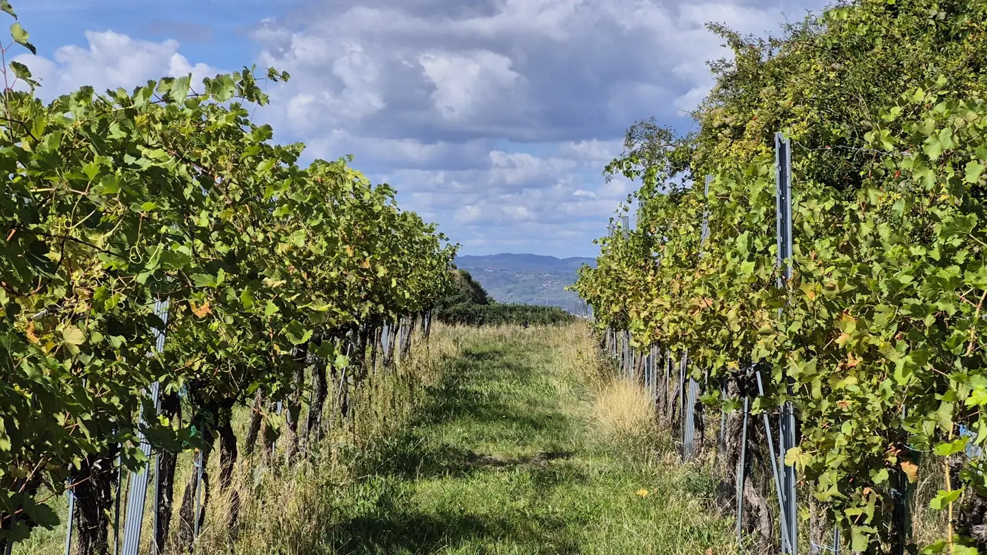 In preparation! 4 vineyards on the hill with panoramic view over Krems