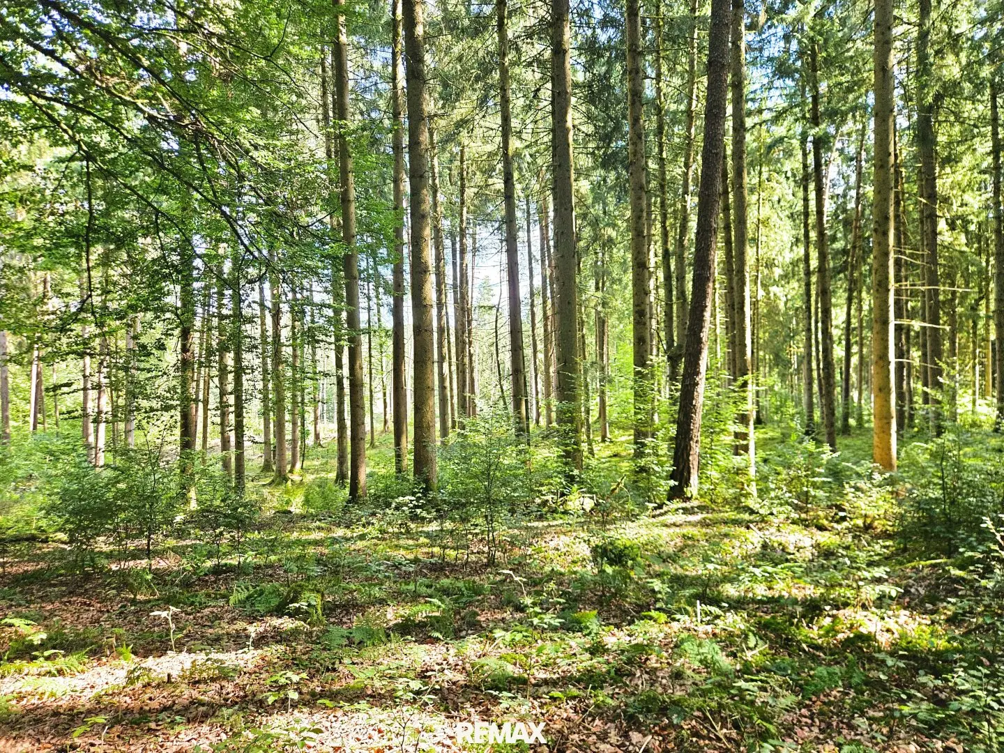 Mischwald in 5121 St. Radegund