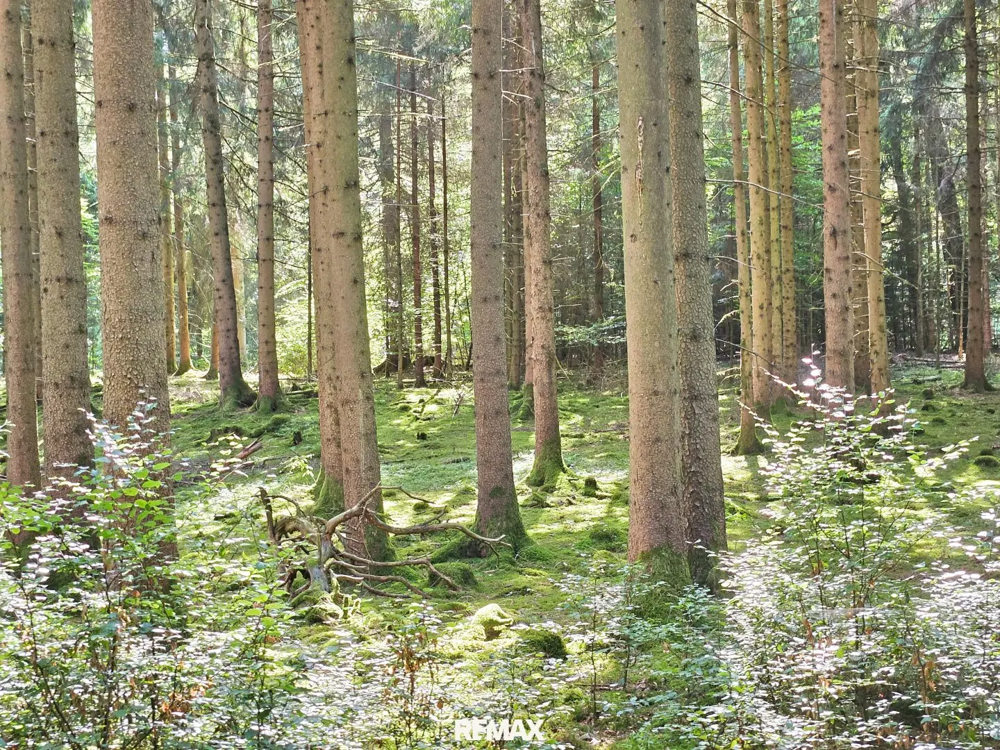 Mischwald in 5121 St. Radegund