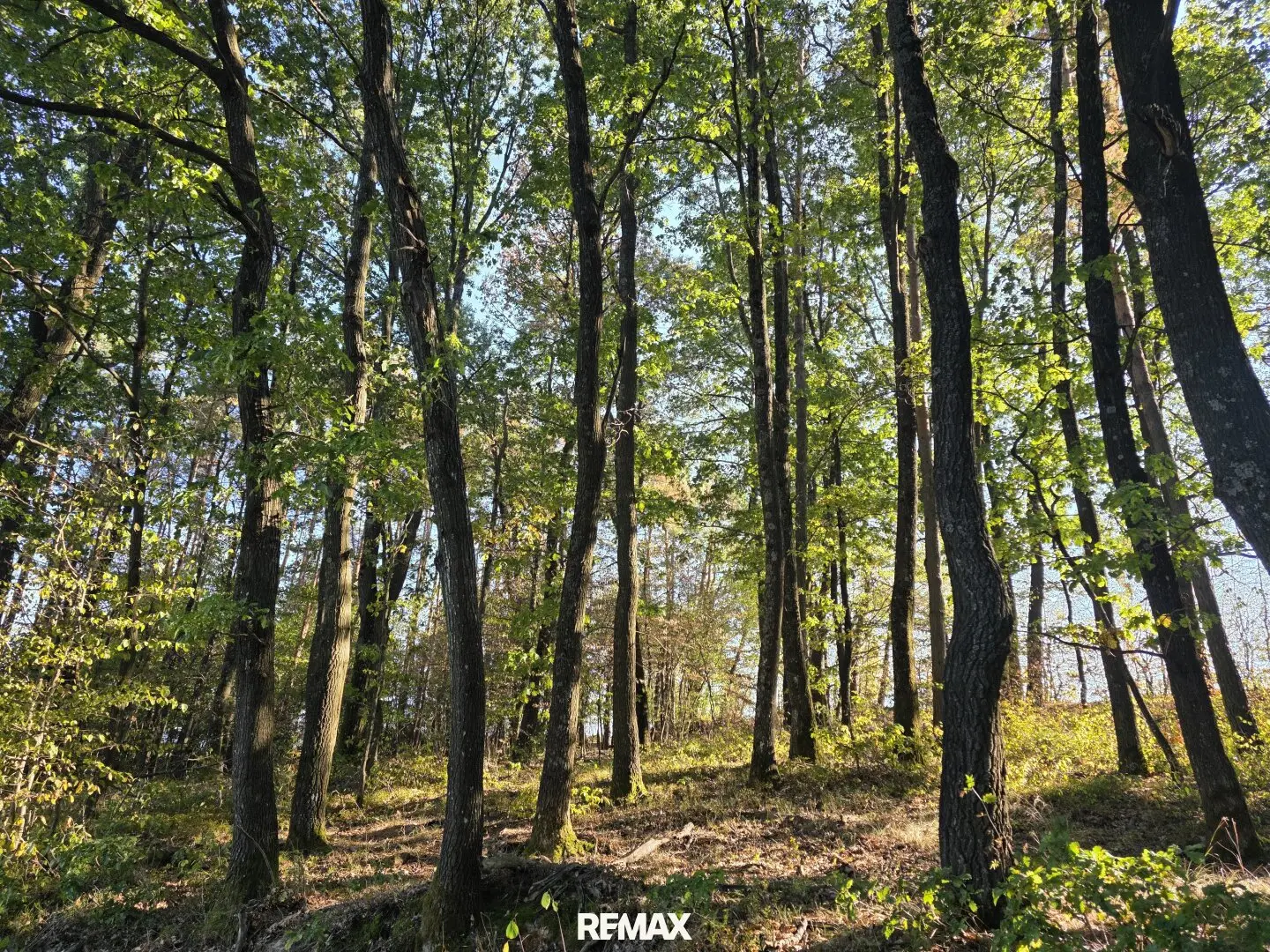 Forest plots in Salmannsdorf