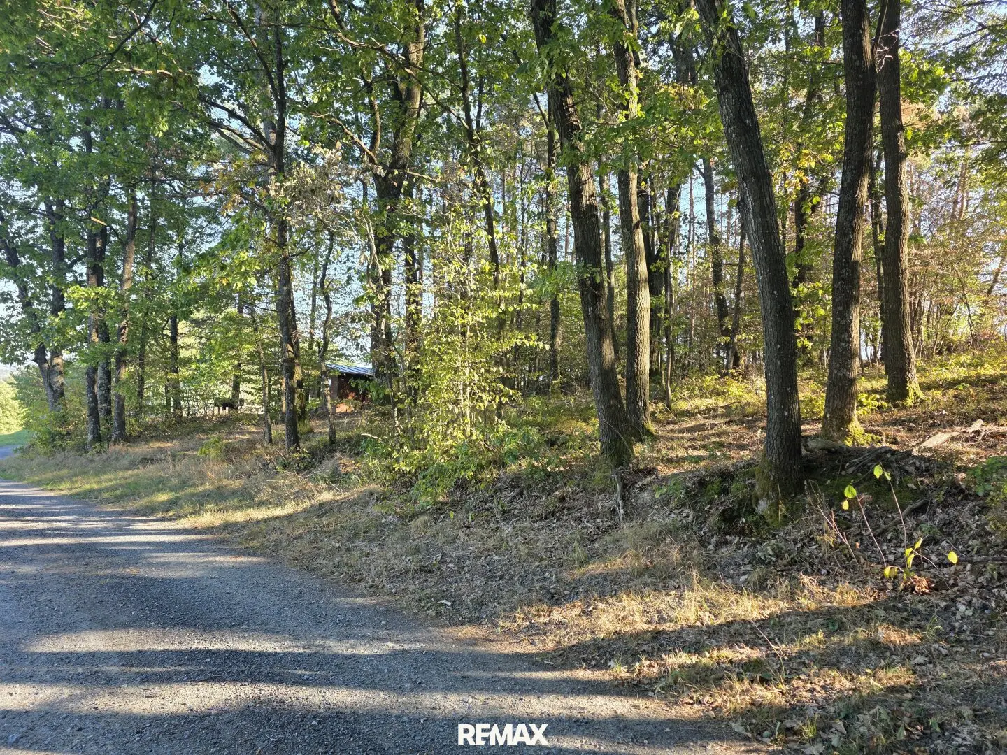 Forest plots in Salmannsdorf