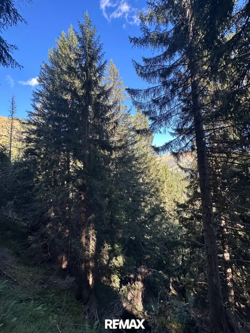 Waldgrundstück in Hüttschlag – ca. 40.000 m² Natur & Wert