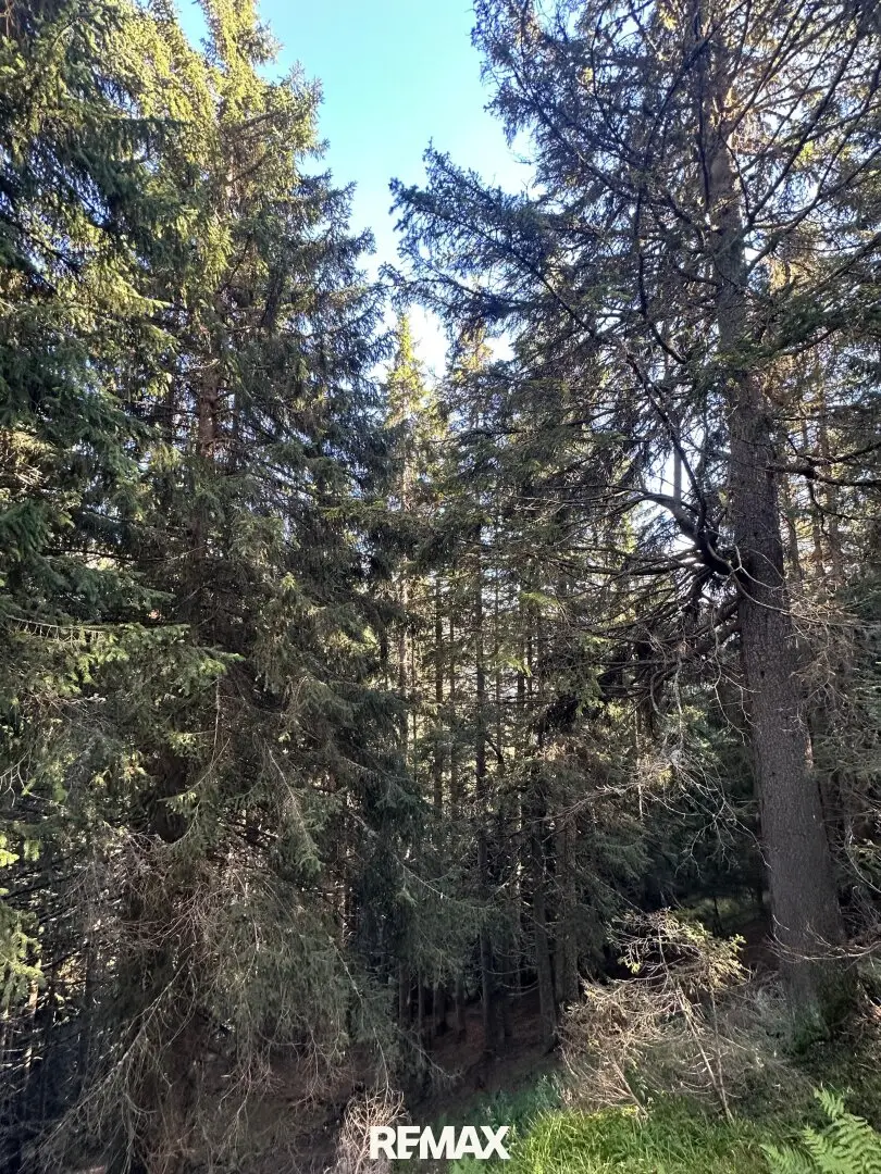 Waldgrundstück in Hüttschlag – ca. 40.000 m² Natur &amp; Wert