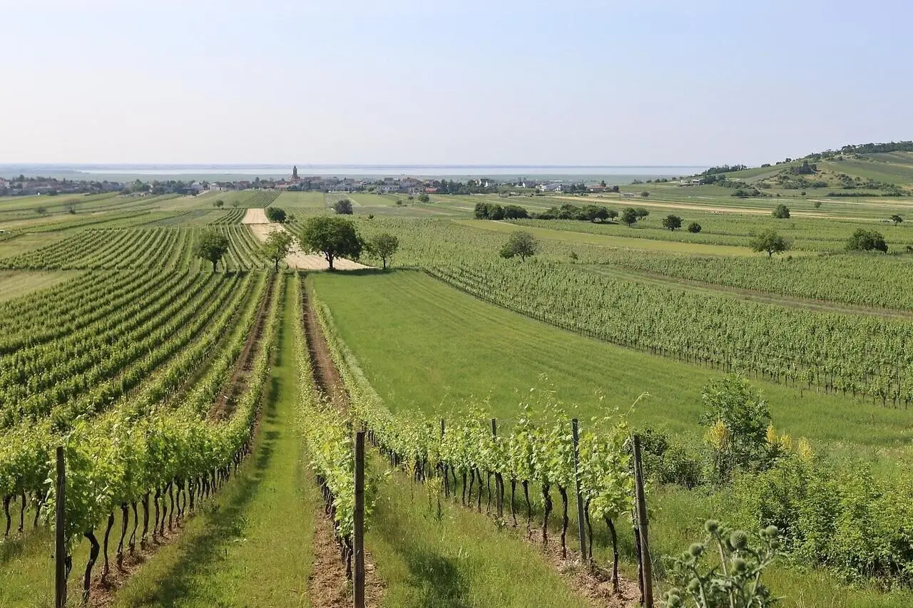 Landwirtschaftliche Fläche mit ertragreichem Weingarten in der Ried „Oberer Satz“ – Gemeinde Jois