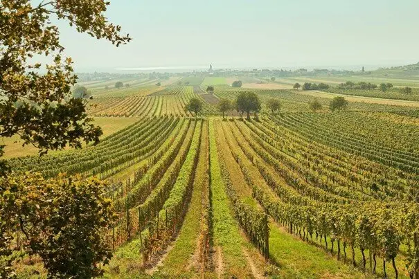 Agricultural land with productive vineyard in the Ried "Oberer Satz" – Municipality Jois