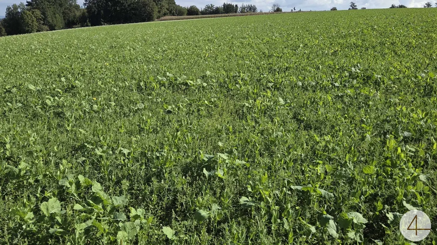 Spacious Field