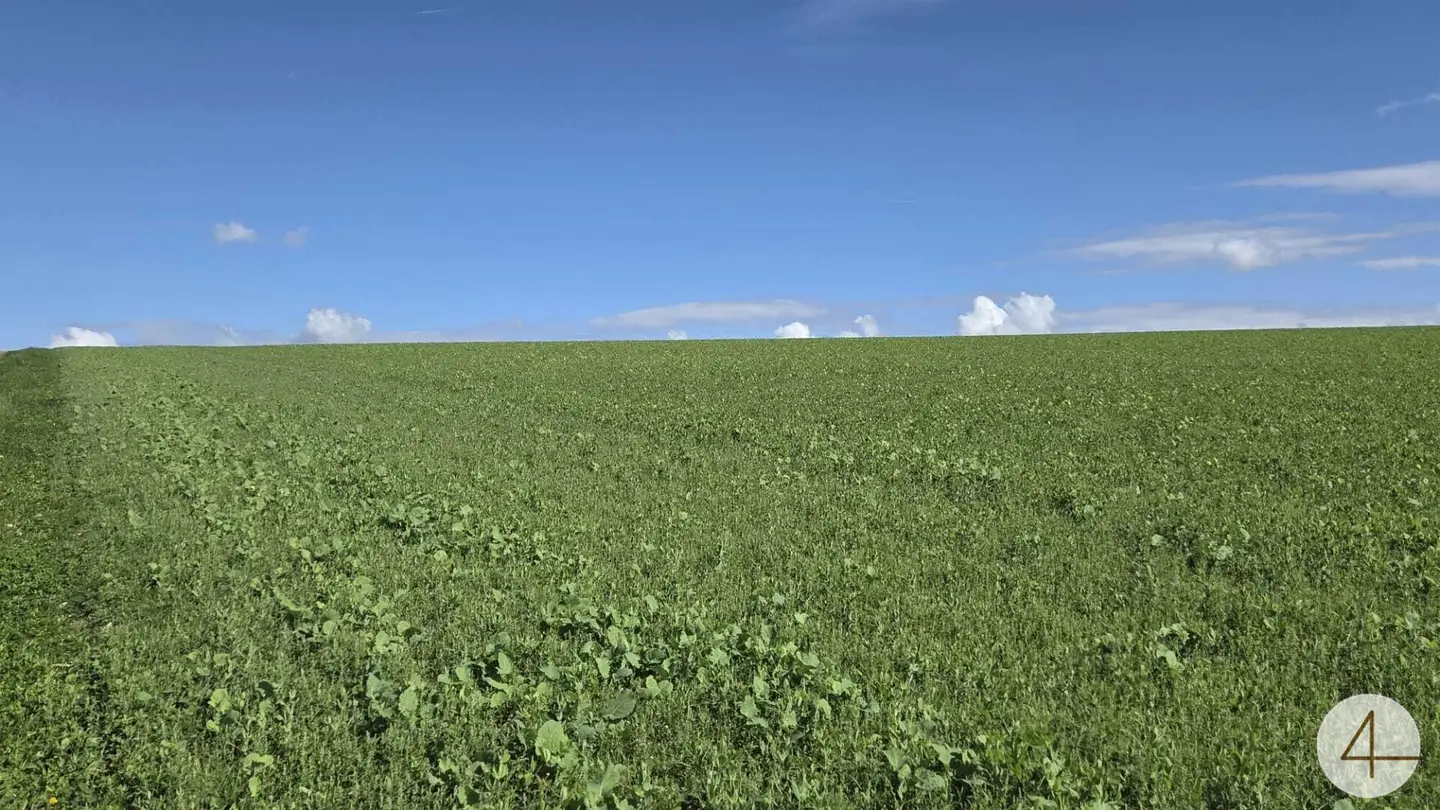 Spacious Field