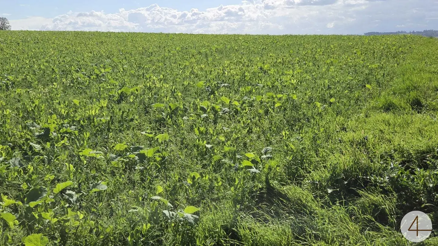 Spacious Field