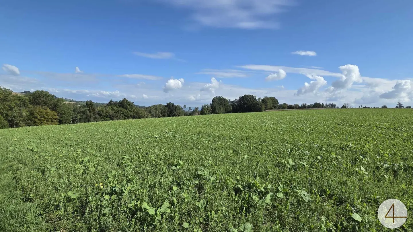 Spacious Field