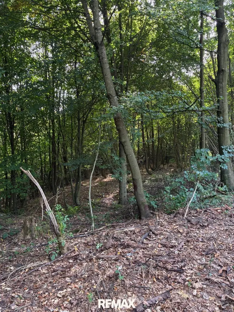 Wald am Stadtrand von Graz – 41.598 m² Natur als bleibender Wert