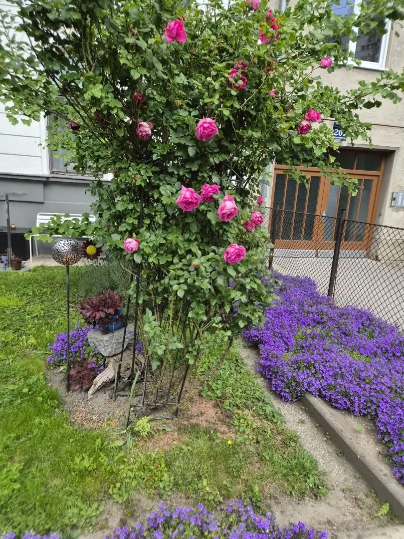Bild4