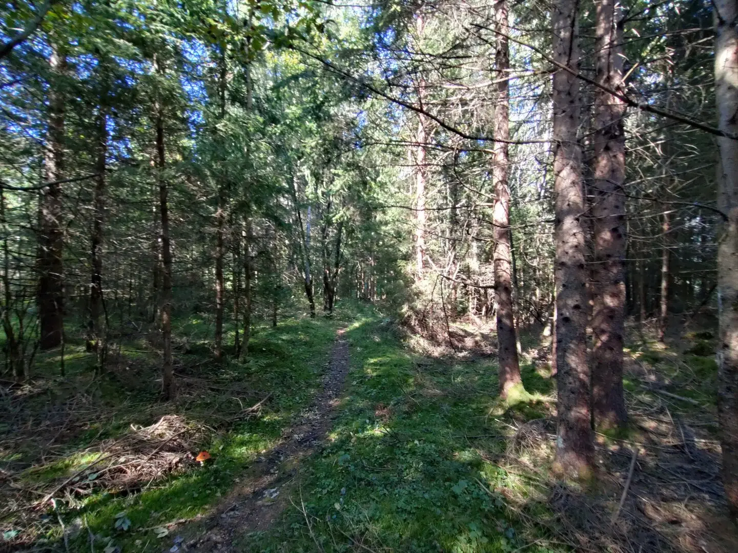 Waldfläche in Villach/Oberschütt
