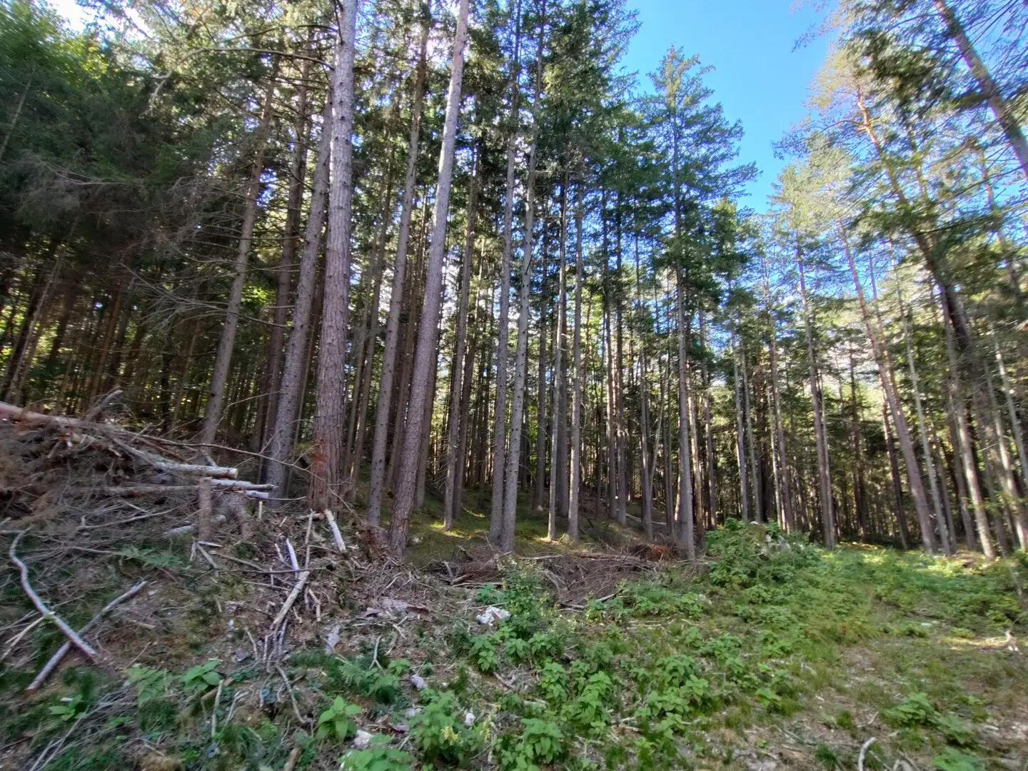 Spacious forest area near Villach/Oberschütt