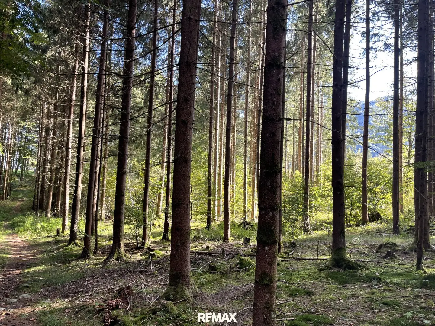 Waldgrundstück zu kaufen