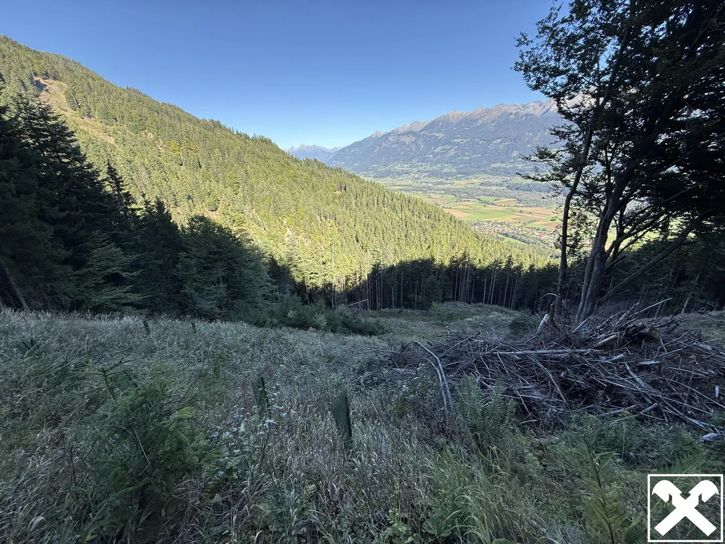 Wald Teilfläche, ca. 5 jähriger Bestand,