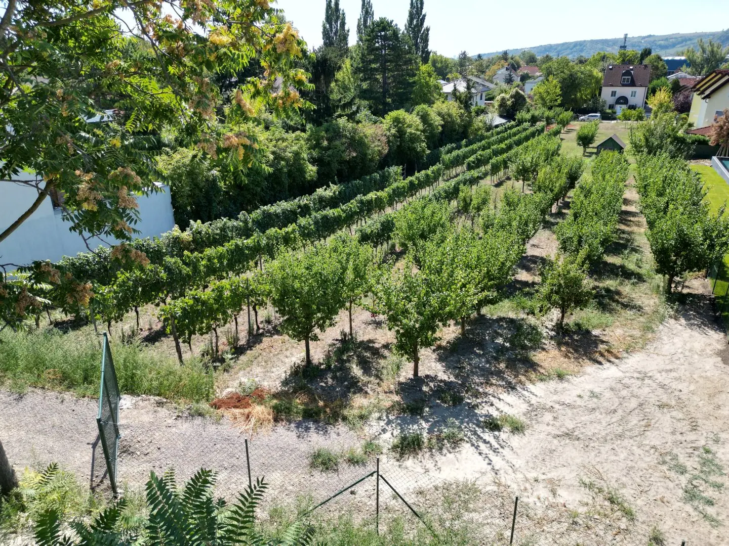 Villa construction plot (1,335 m²) in the Langenzersdorfer Kellergasse at the foot of the Bisamberg