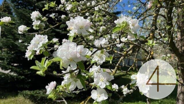 Apfelblüte im Mostviertel - Baugründe in wunderschöner, sonniger Lage!