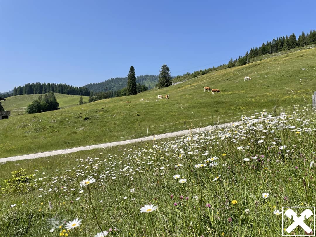 Sommer Almwiese