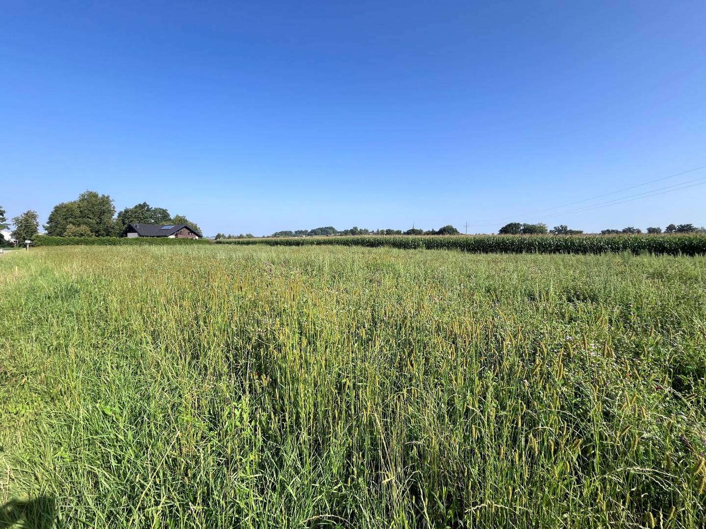 Ebener Baugrund in sonniger Ortsrandlage
