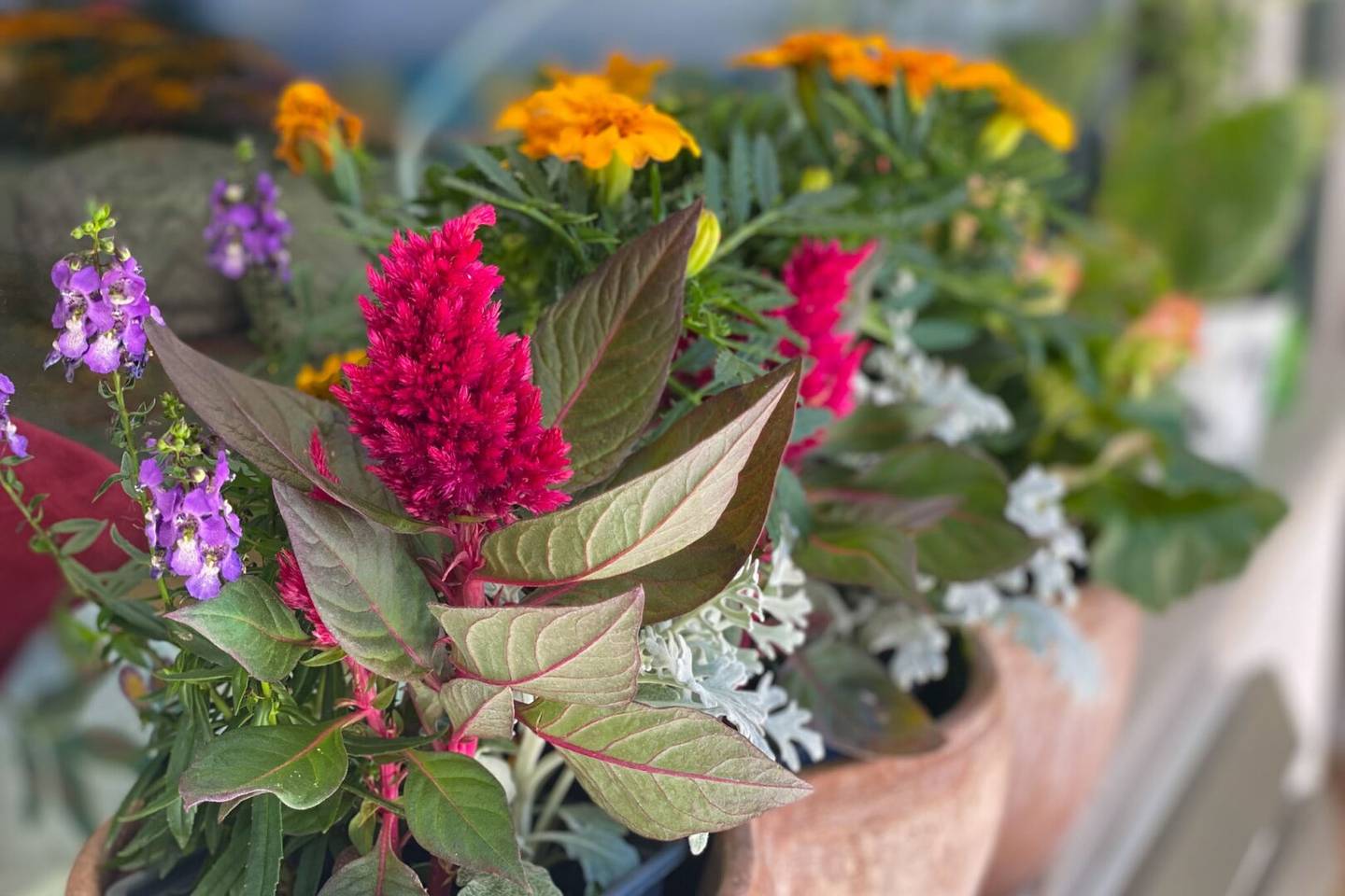 Row house highlight with beautiful garden - shopping, schools and public transport at your doorstep","de":"Reihenhaus-Highlight mit schönem Garten - Einkauf, Schule und Öffis \"vor der Türe\"