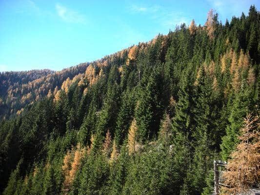 Forst- und Jagdliegenschaft in Oberkärnten mit 3.000.000 m² Grundfläche