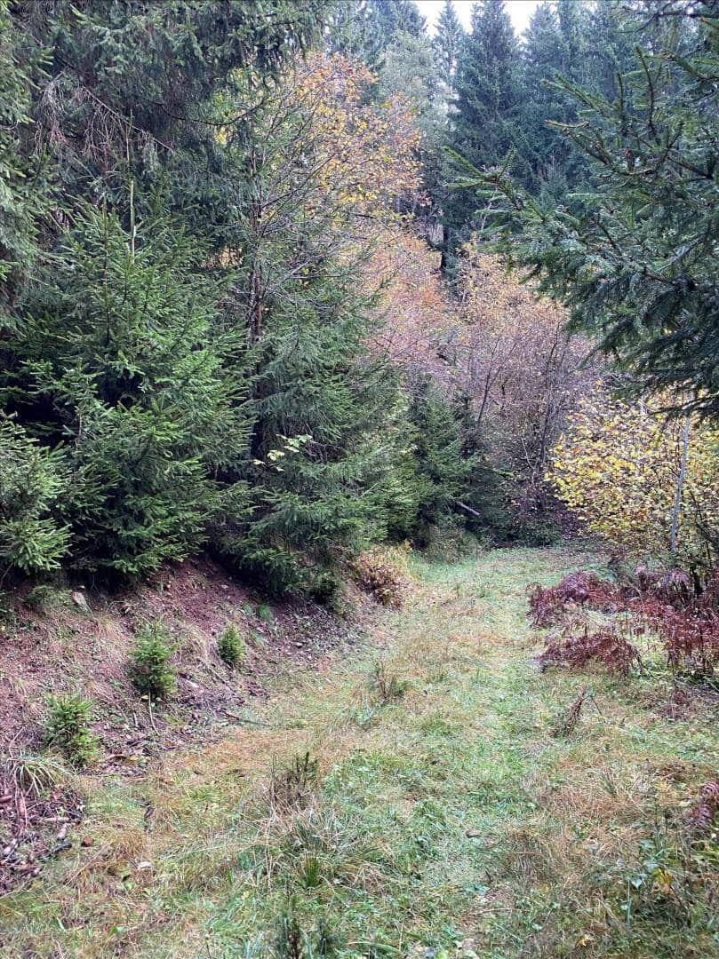 Waldgrundstück über dem Millstätter See, Kärnten – 2,3 ha, Hanglage