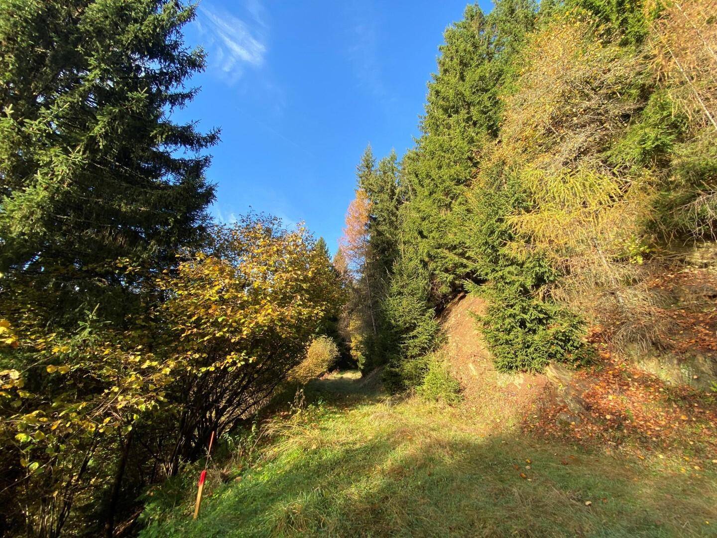 Waldgrundstück über dem Millstätter See, Kärnten – 2,3 ha, Hanglage