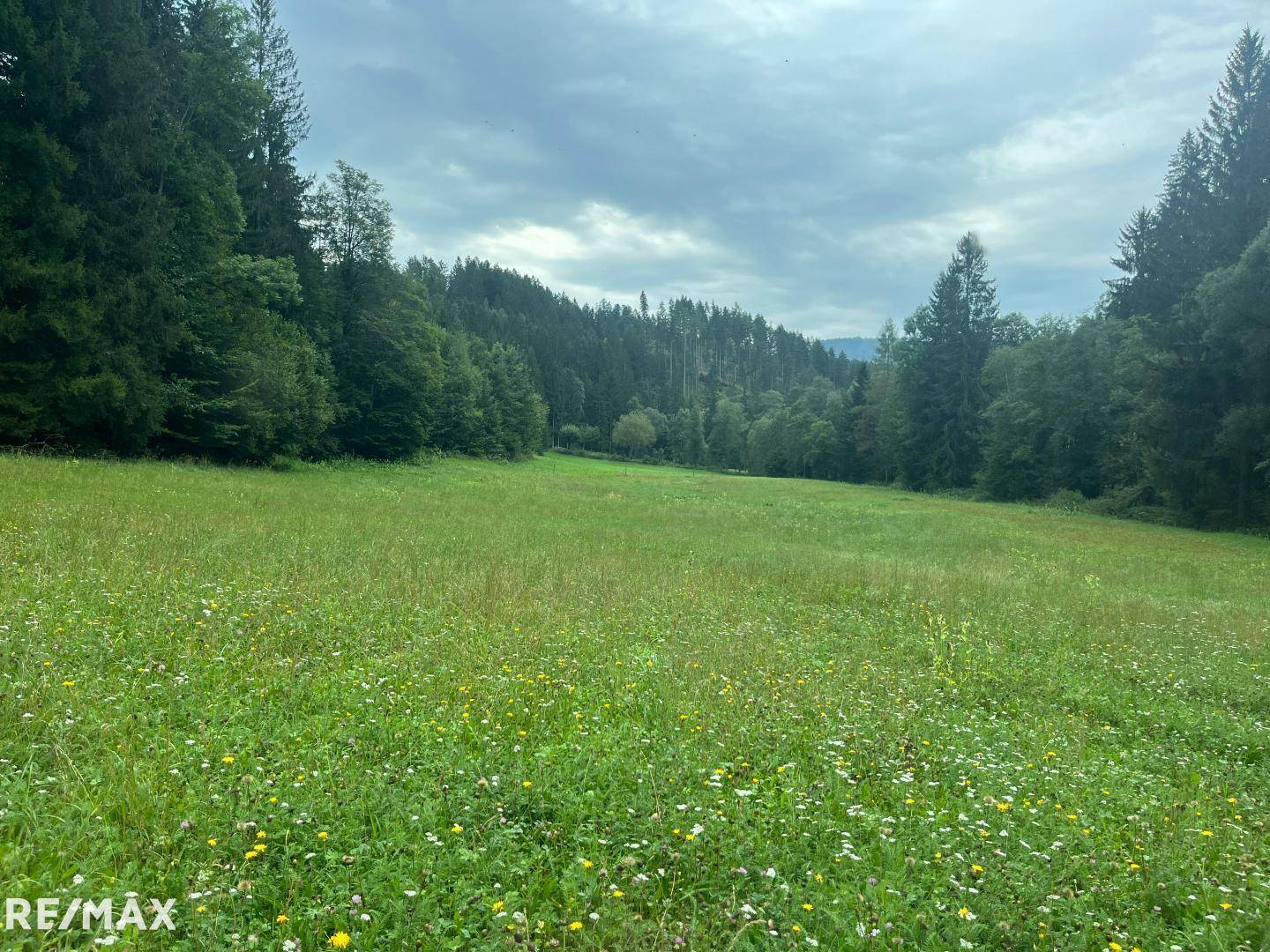 Wiesenfläche