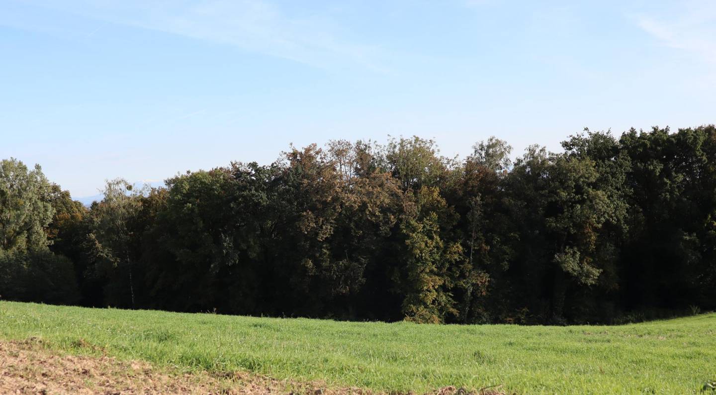 Land-/Forstwirtschaftliches Anwesen bei Perg – Wald- und Ackerflächen