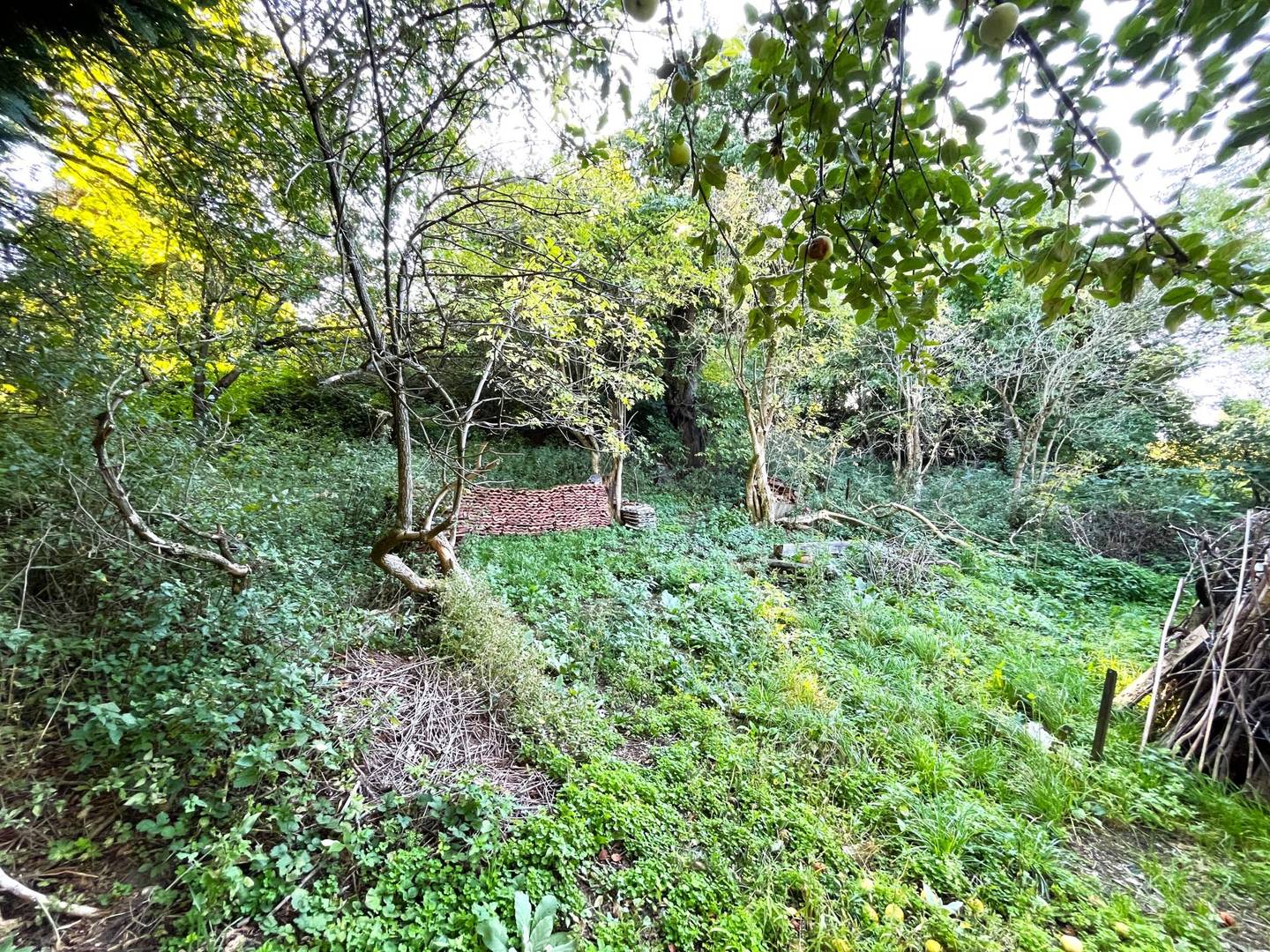 Natur pur: Grundstück in Niederthalheim (Rankar) mit Abrissobjekt