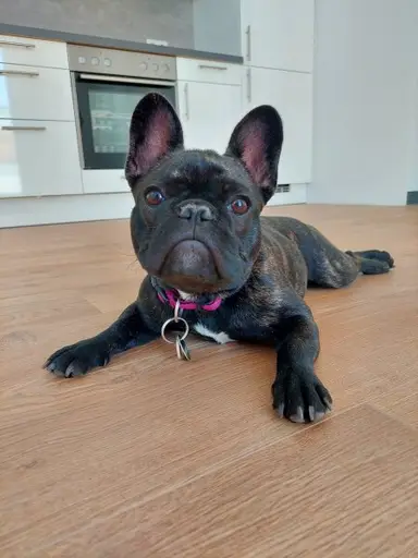 Fräulein Frieda